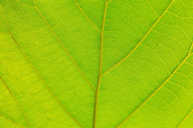 Abstracte close-up groene blad textuur background