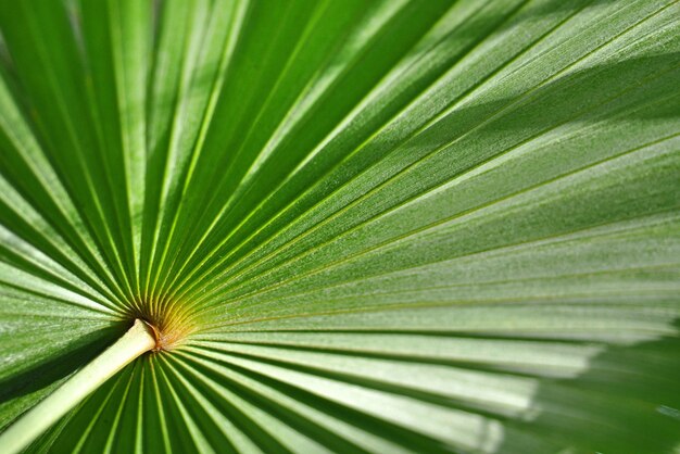 Abstracte close-up van een groen palmblad