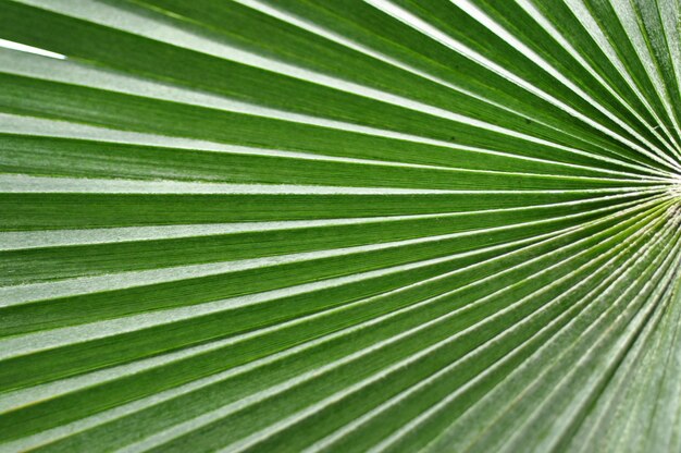 Abstracte close-up van een groen palmblad