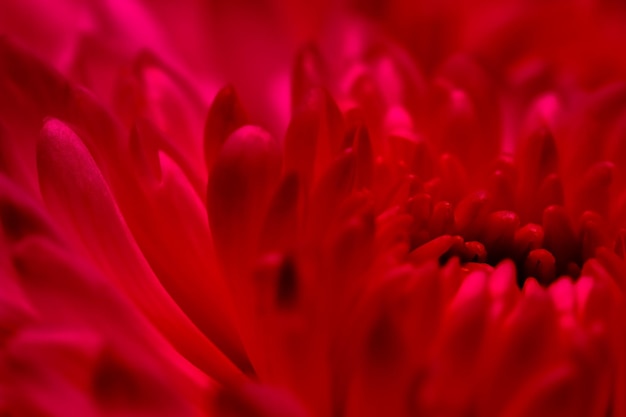 Abstracte florale achtergrond rode chrysant bloemblaadjes