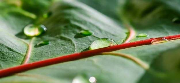 Abstracte groene achtergrond macro croton plant blad met waterdruppels natuurlijke achtergrond voor merk