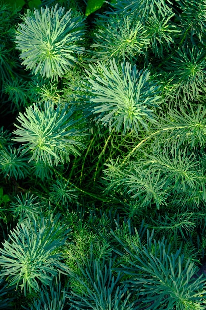 Abstracte groene achtergrond van naaldachtige plant in close-up