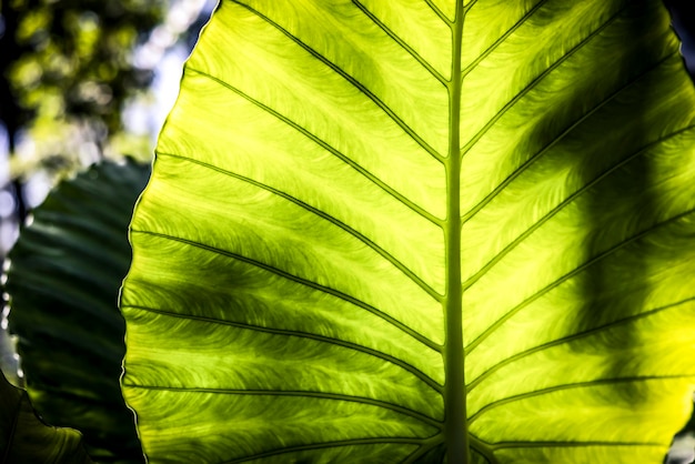 Abstracte groene blad natuur achtergrond in tropische tuin groene bonte bladeren patroon natuur bos achtergrond