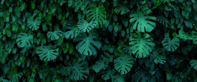 Abstracte groene blad textuur natuur achtergrond tropisch blad thailand