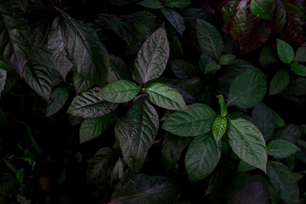 abstracte groene bladeren textuur natuur achtergrond