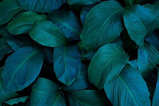 abstracte groene bladtextuur natuur achtergrond tropisch blad