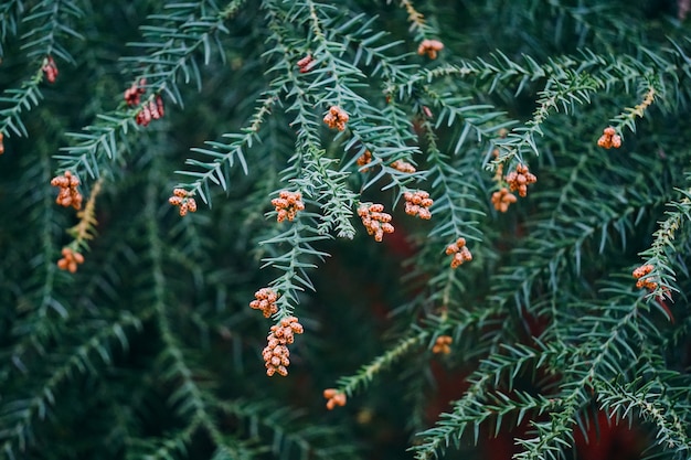 abstracte groene boomtakken in de natuur