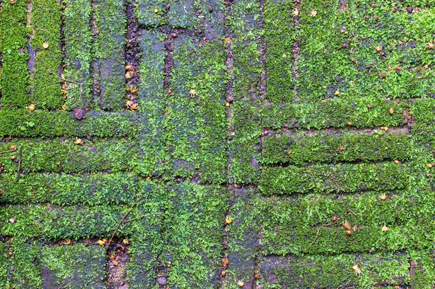 abstracte groene mos en blokkeert achtergrond.