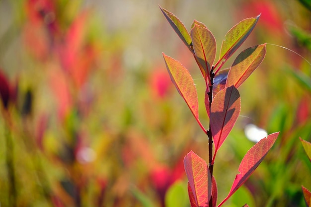 Abstracte herfst achtergrond blozend gebladerte