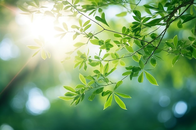 Abstracte Jungle Groen gebladerte boom en zonverlichte bladeren in een weelderig regenwoud