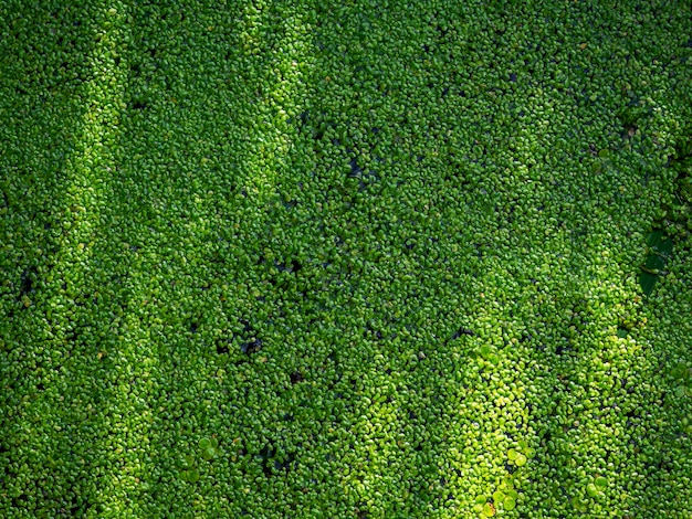 Abstracte natuurlijke achtergrond van planten met schaduwen