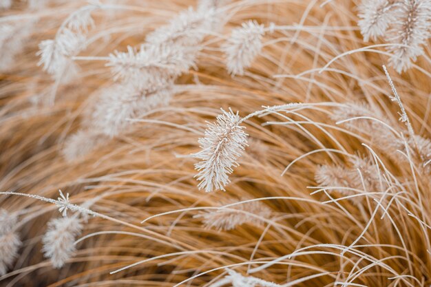 Abstracte natuurlijke achtergrond van zachte planten. Frosted pampasgras en bloemen op een wazige bokeh, bohostijl. Patronen op het eerste ijs. Aarde kijken