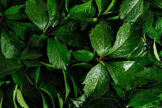 Abstracte natuurlijke achtergrondmuur van groen gebladerte