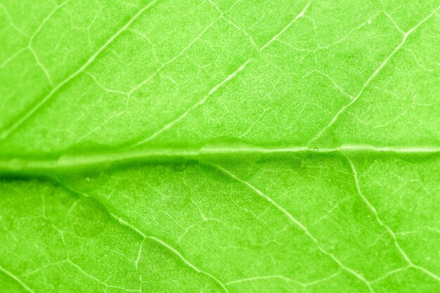 Abstracte natuurlijke florale achtergrond Selectieve aandacht macro Vloeiende lijnen van bladeren