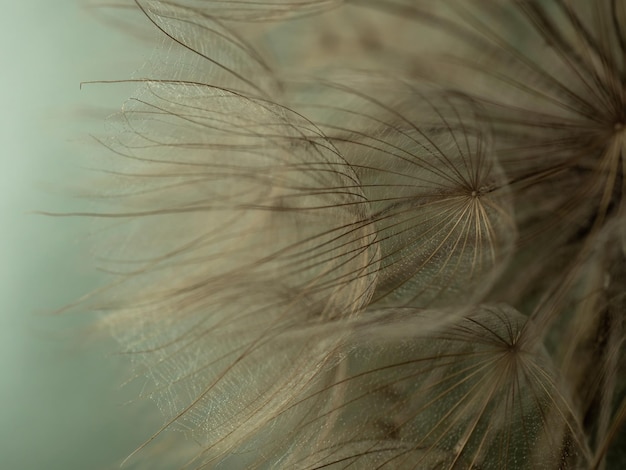 Abstracte paardebloem bloem achtergrond extreme close-up