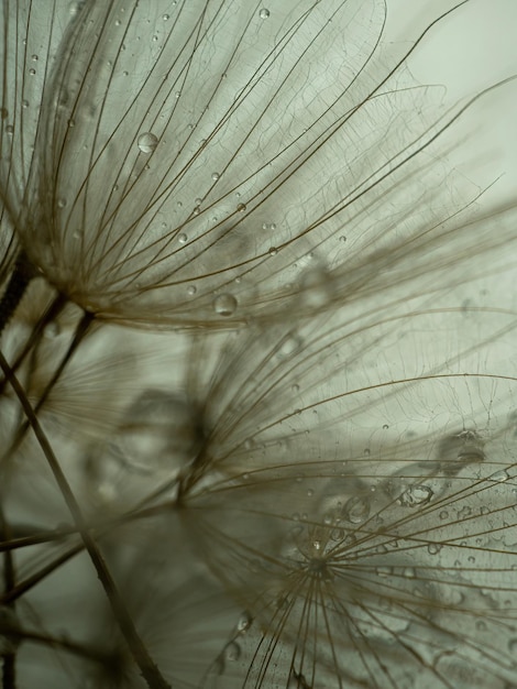 Abstracte paardebloem bloem achtergrond extreme close-up