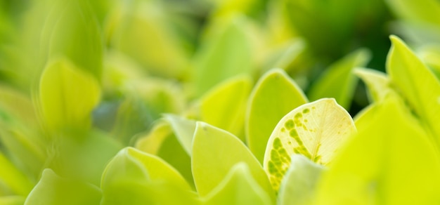 Abstracte prachtige groene blad textuur tropische blad gebladerte natuur glans groene achtergrond