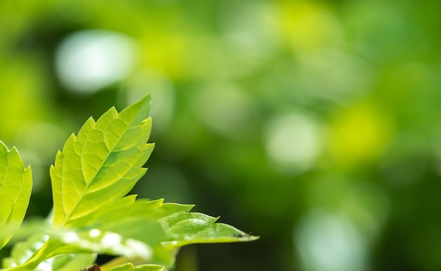 Abstracte prachtige groene blad textuur tropische blad gebladerte natuur groene achtergrond