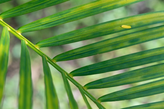 Abstracte prachtige groene blad textuur tropische blad gebladerte natuur groene achtergrond