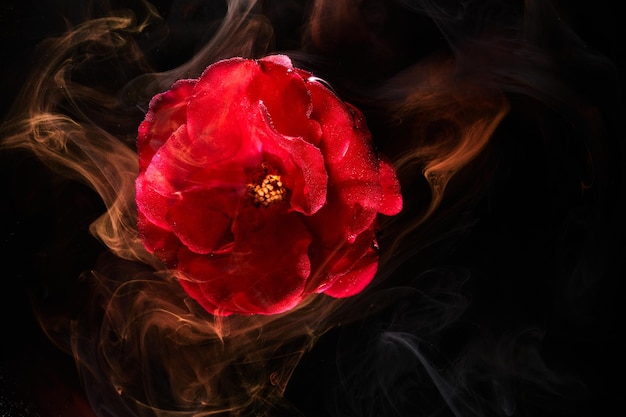 Abstracte rode achtergrond met bloemen en contrasterende kleuren in water Achtergrond voor parfum cosmetische producten