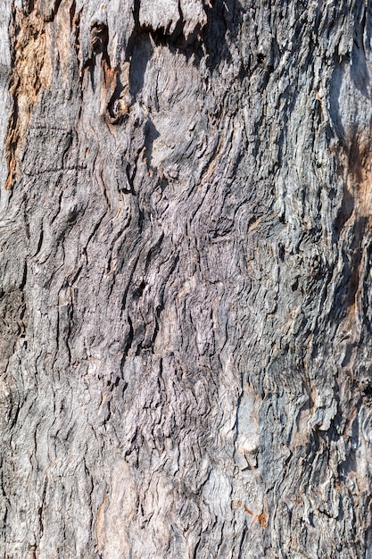 Abstracte textuur van de schors van een boom