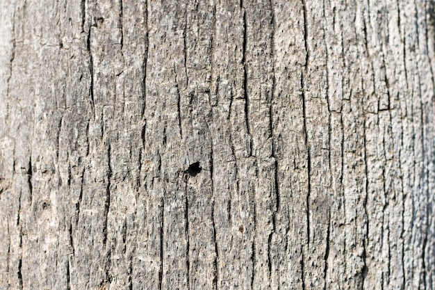 Abstracte textuur van de schors van een boom