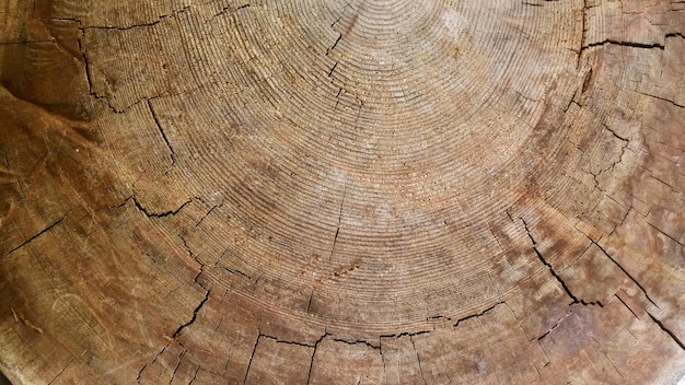 Abstracte textuur van een gebarsten boomstructuur kernhout achtergrond Houtstructuur voor background