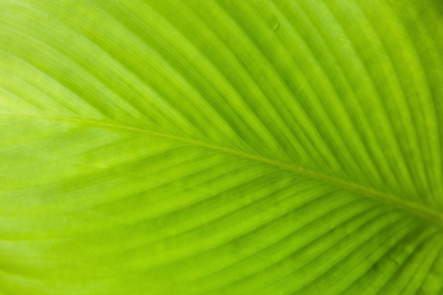 Abstracte textuur van groen blad met erachter licht van.