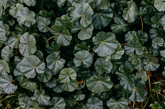 Abstracte textuur van groene planten. Achtergrond voor ontwerp.