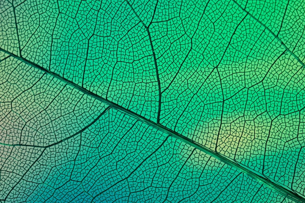 Abstracte transparante bladaders met groen