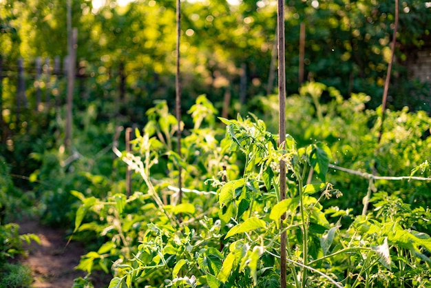 Abstracte tuinachtergrond onder de de zomerzonneschijn