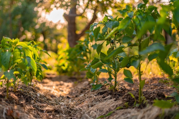 Abstracte tuinachtergrond onder de de zomerzonneschijn