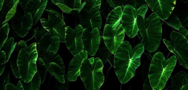 Abstracte verbluffende groene bladtextuur tropisch blad gebladerte natuur donkergroene achtergrond