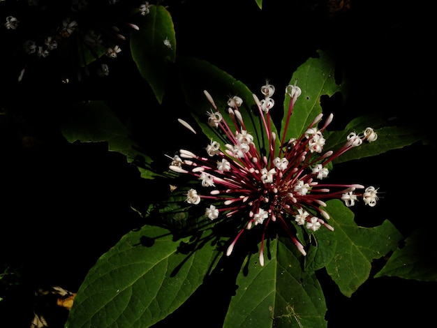 Foto abstracte vervaging van kleine roze bloemen en wazige achtergrond zoete staat