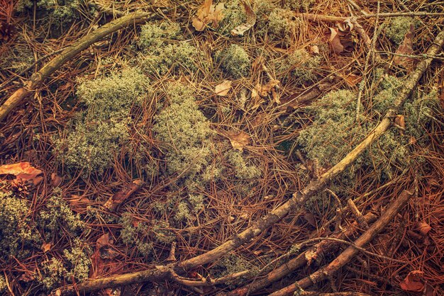 Abstracte vintage achtergrond met groene mos en korstmos boomstammen en droge herfstbladeren