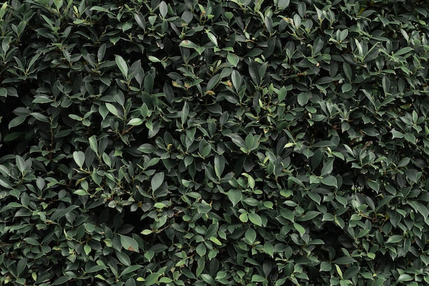 Abstracte vintage groene blad textuur achtergrond