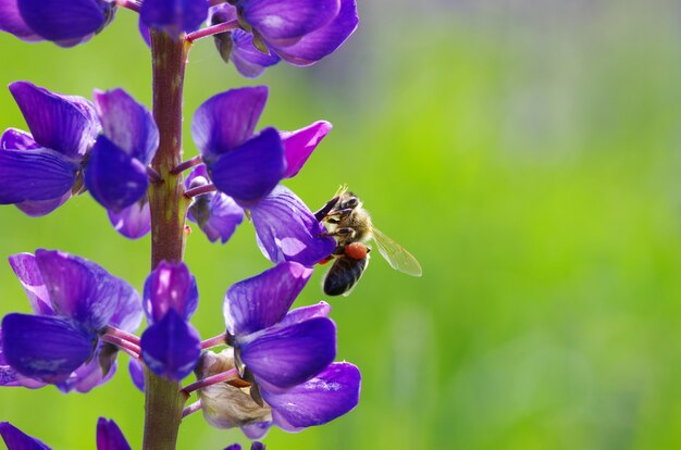 Abstracte violette bloemen op veld