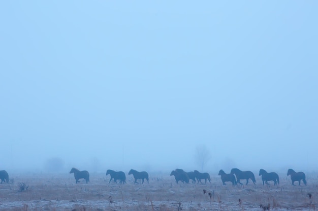 abstracte wazige winterachtergrond, paarden in een besneeuwd veldlandschap, sneeuw op een boerderij