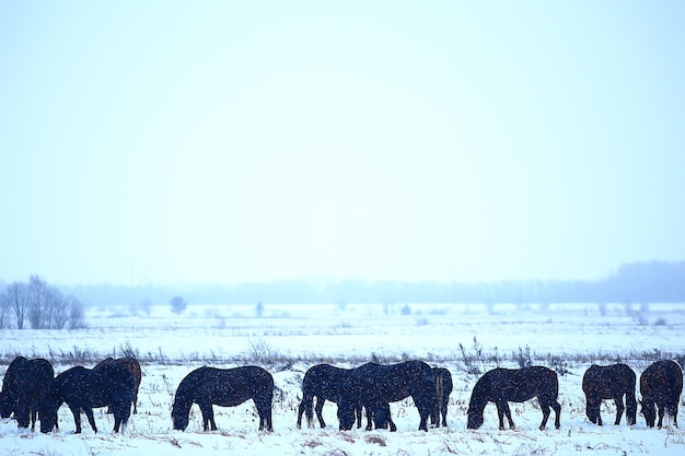 abstracte wazige winterachtergrond, paarden in een besneeuwd veldlandschap, sneeuw op een boerderij