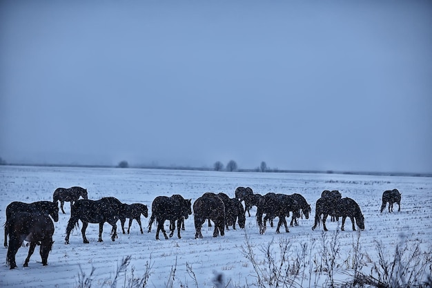 abstracte wazige winterachtergrond, paarden in een besneeuwd veldlandschap, sneeuw op een boerderij