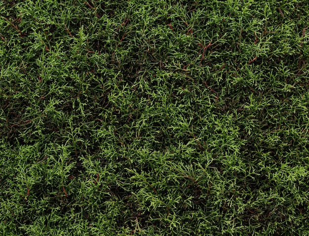 Foto abstracte winter groene blad textuur achtergrond