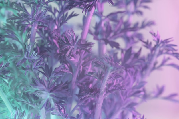 Abstracte wortelbladeren in lichte kleuren Mooie plant minimalistisch in neonlicht Minimalisme re