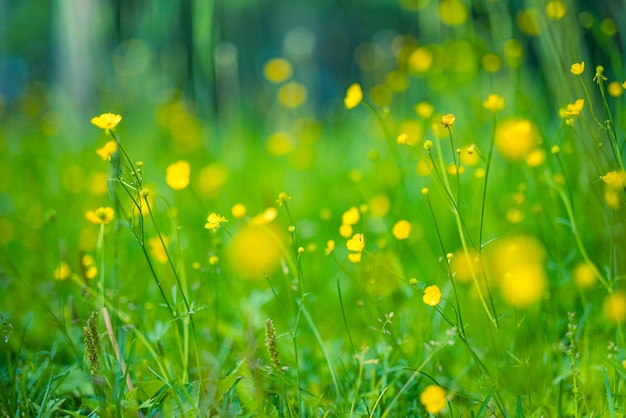 Abstracte zachte focus zonsondergang veld landschap van gele bloemen en gras weide. Vreedzame natuurflora