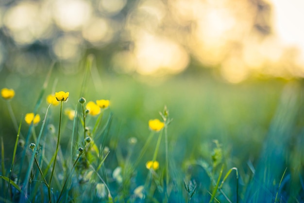 Abstracte zachte focus zonsondergang veld landschap van gele bloemen gras weide. Herfst natuur zonsondergang