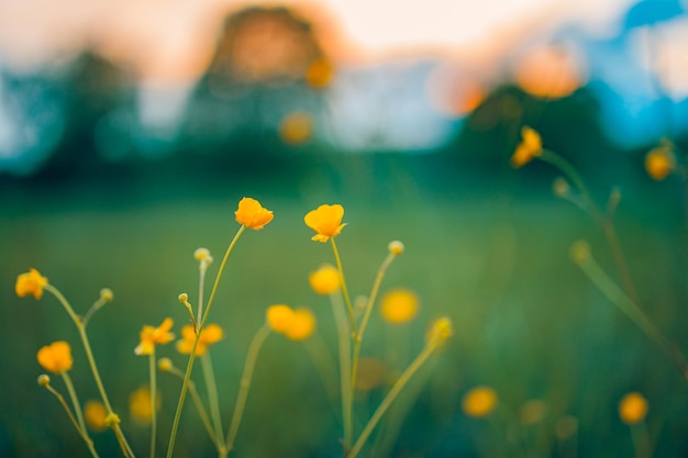 Abstracte zachte focus zonsondergang veld landschap van gele bloemen gras weide warme gouden uur zonsondergang