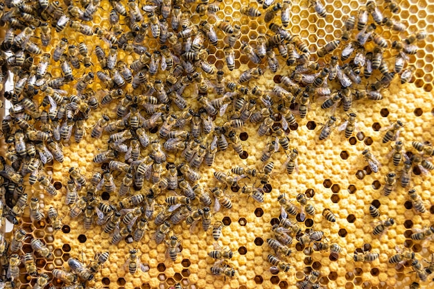 Foto abstracte zeshoekige structuur is honingraat van bijenkorf gevuld