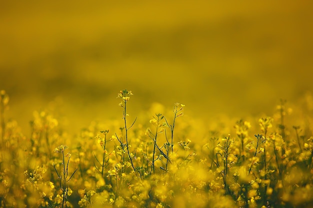 abstracte zomer achtergrond textuur van gele bloemen in het veld, prachtige natuur zonnige dag wilde bloem