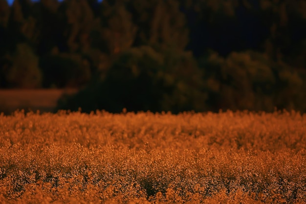 abstracte zomer achtergrond textuur van gele bloemen in het veld, prachtige natuur zonnige dag wilde bloem