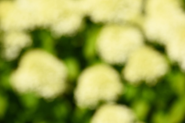 Abstracte zomer achtergrond textuur van witte bloemen in de tuin