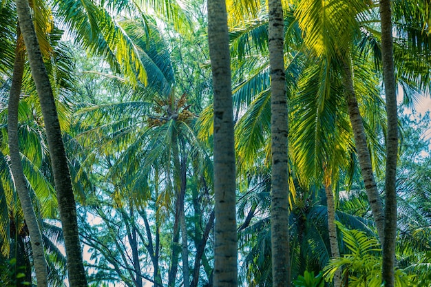 Abstracte zomer achtergrond van kokospalmbomen kleuren bladeren tegen heldere lucht lage hoek zicht